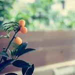 Spiretos * Potamós